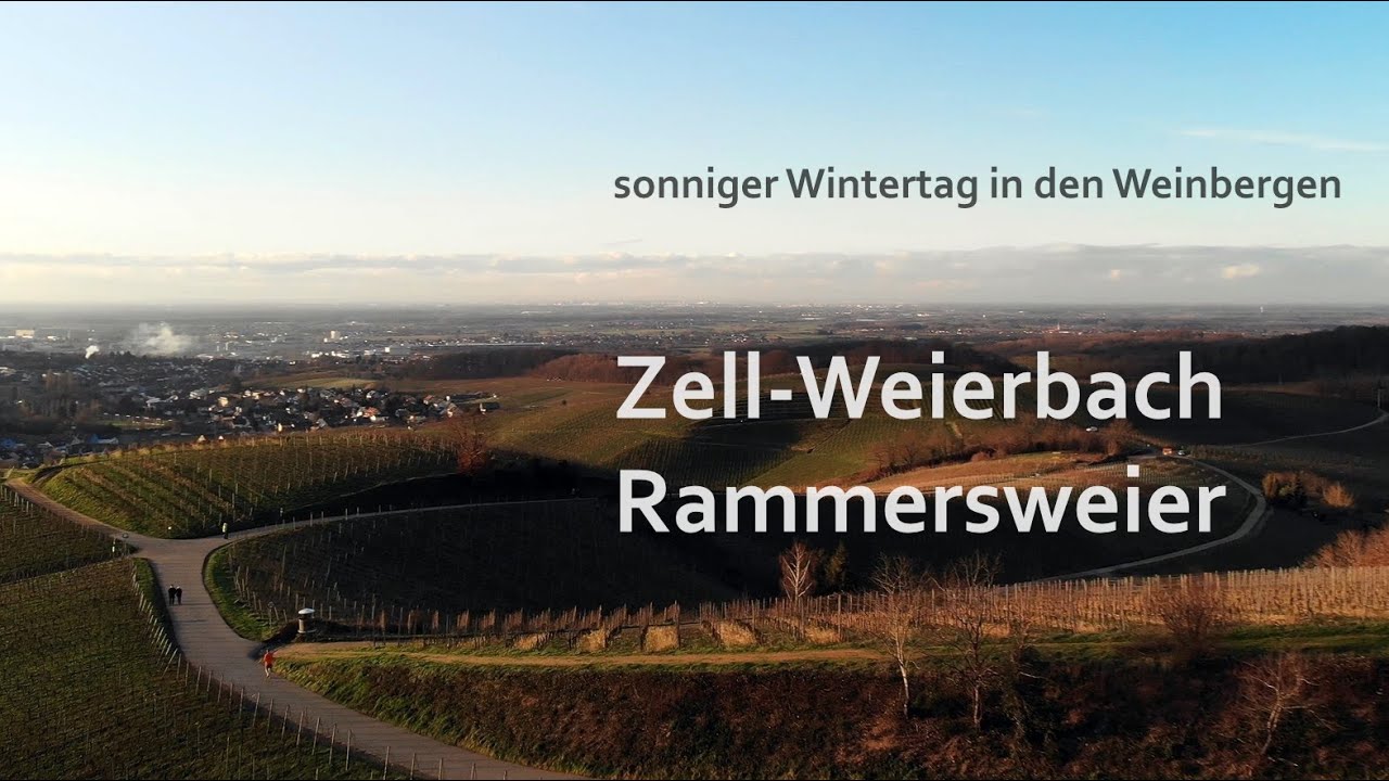 Bright winter day in the vineyards - Zell-Weierbach / Rammersweier