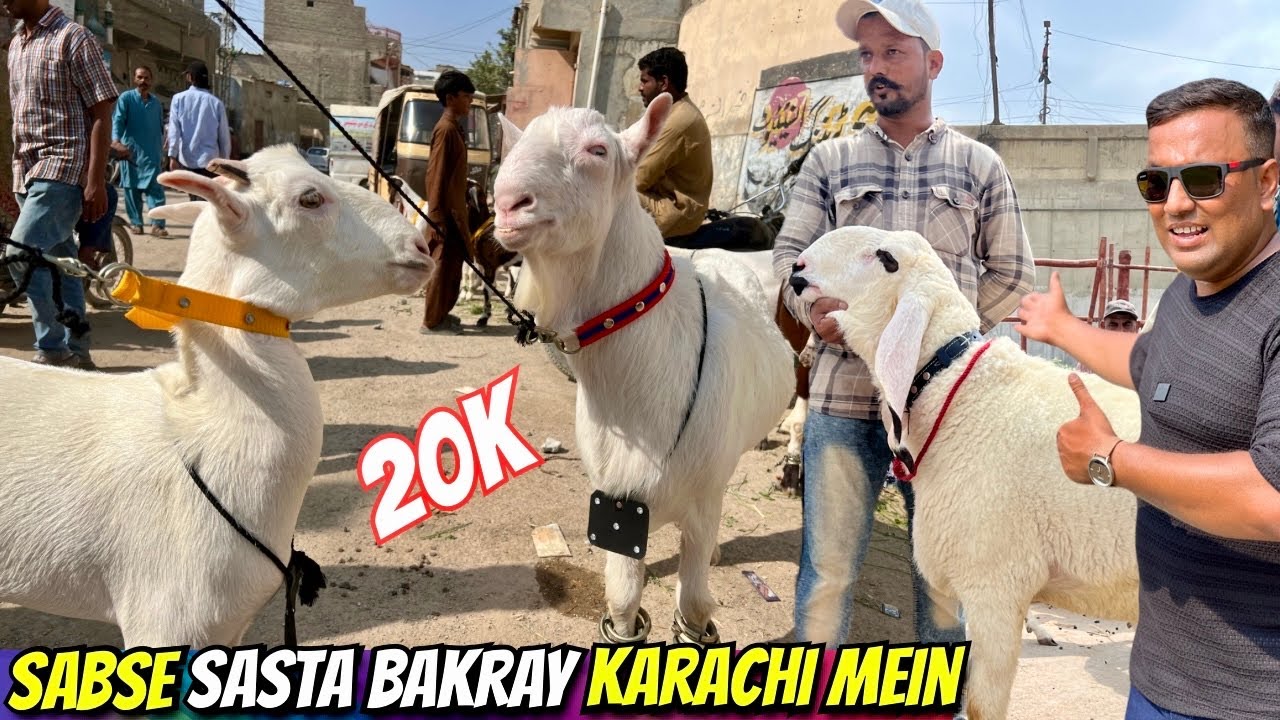 Orangi Town Bakra Mandi 26 October 2025 | Cheapest Goats Market in Karachi 😱 | Full Rates Update 🐐 