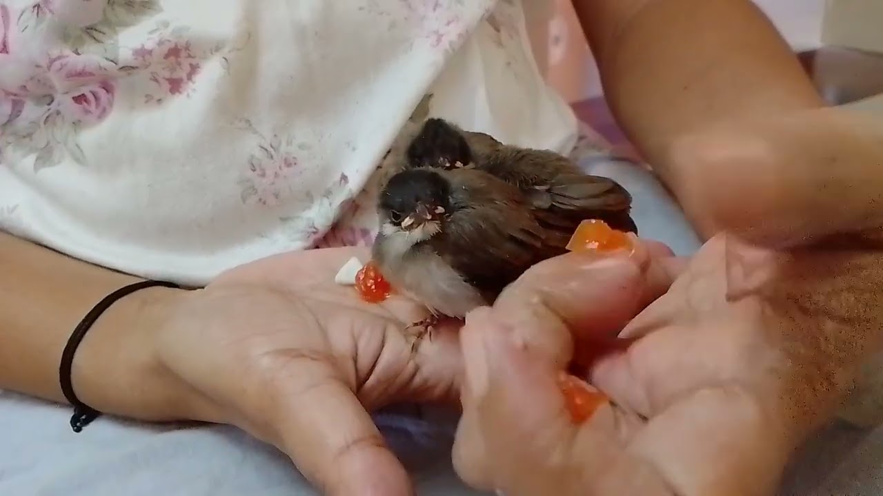 Baby sitting for bulbul