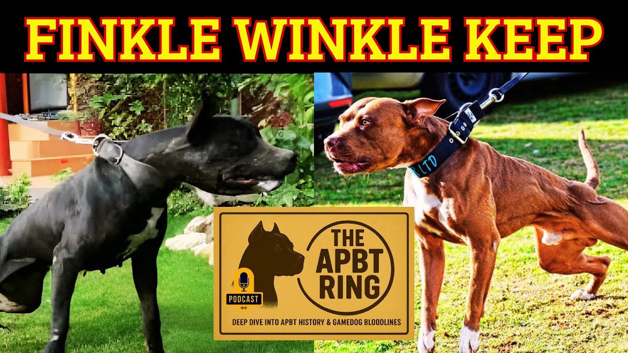 Finkle Winkle Keep: раскрытие навыков настоящей игровой собаки и гейма питбуля
