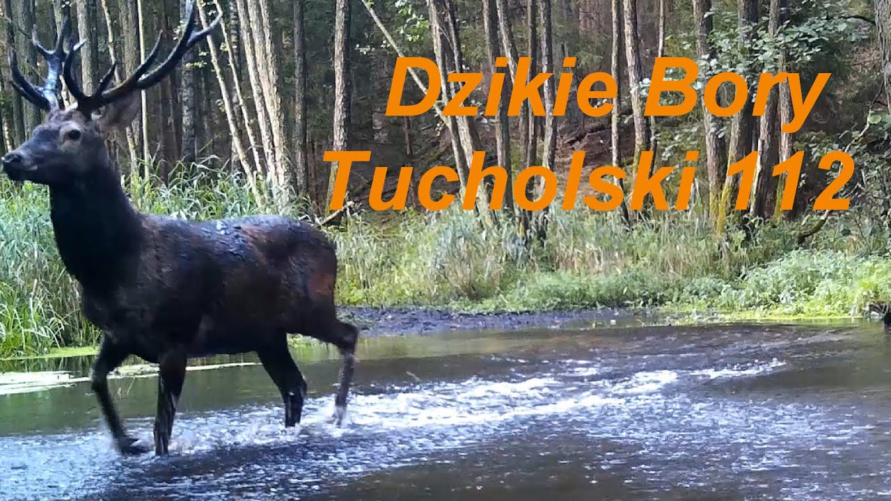 Dzikie Bory Tucholskie 112. Peryferia rykowiska.