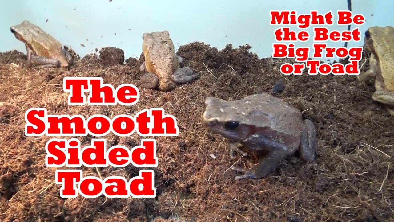 The Smooth Sided Toad Might Be the Best Big Frog or Toad