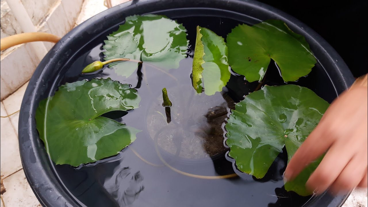 How to Grow and Care Water Lily Plant || Care of Water Lily Plant || Best Water Plant