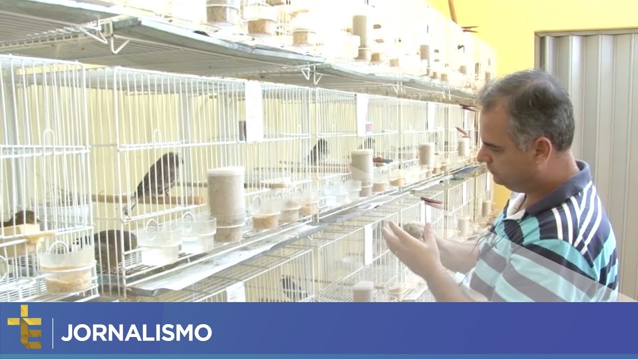 JORNALISMO | CRIADOR DE CANÁRIOS DE LONDRINA PODE TER DESENVOLVIDO NOVA RAÇA DE  PORTE [CC]