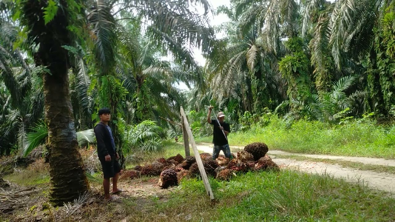 proses nimbang buah sawit di TPH#viral