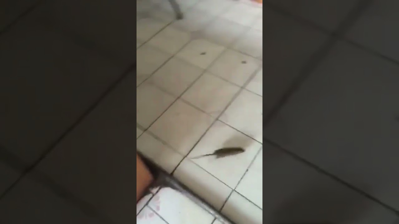 cat VS mouse 😭😱#tomandjerry #fight #scary