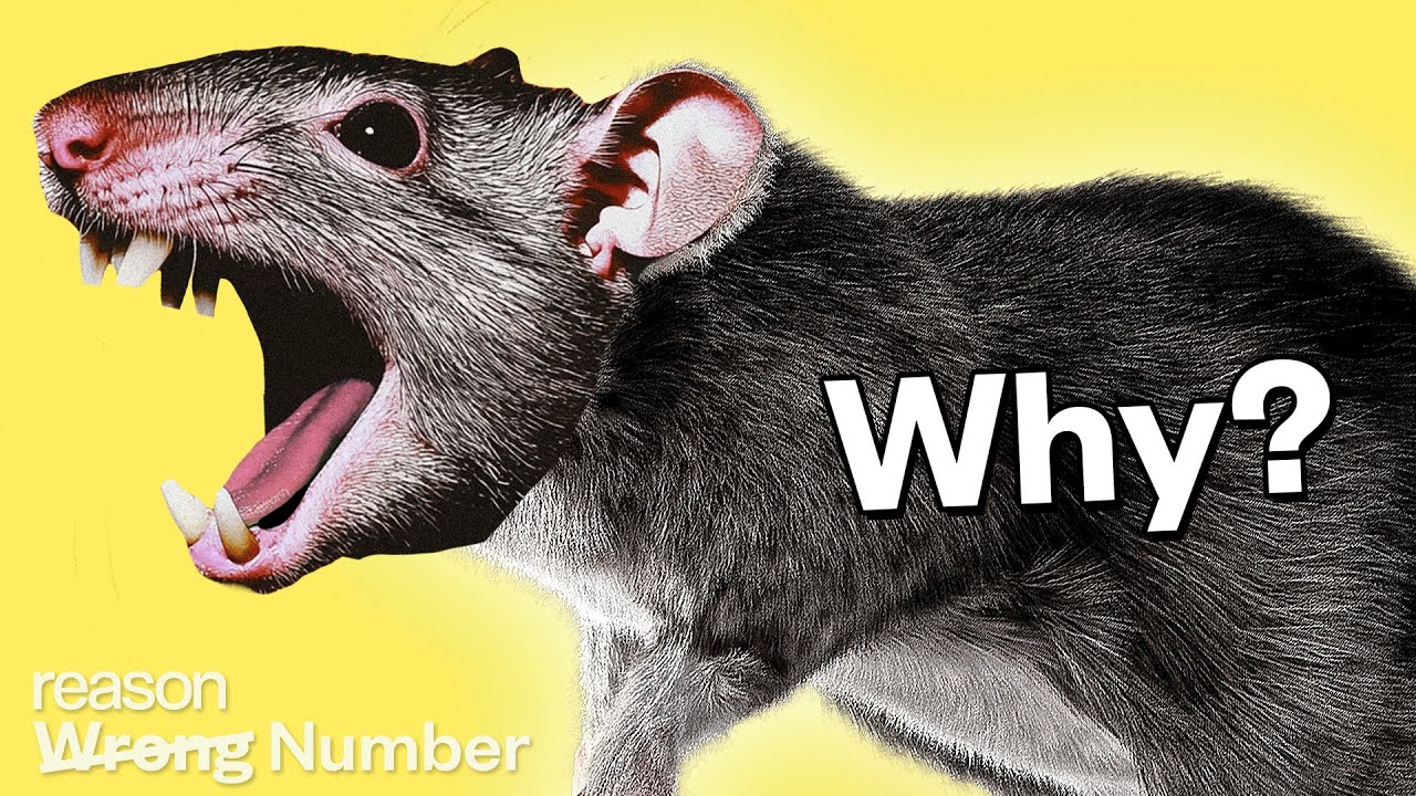 The global warming rat apocalypse debunked