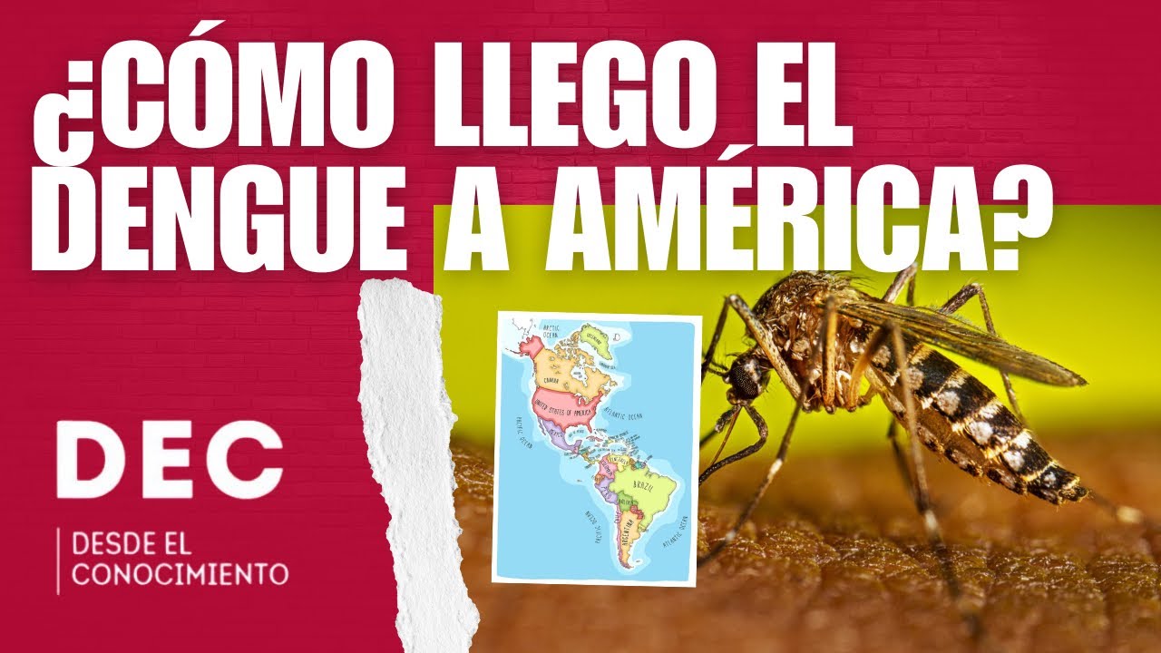 La llegada a América del mosquito del dengue, otra consecuencia de la esclavitud