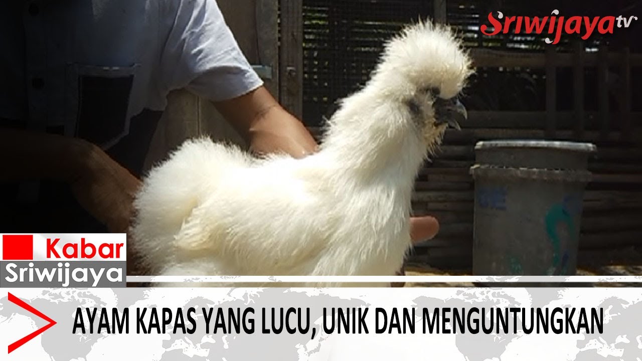 Ayam Kapas Yang Lucu, Unik Dan Menguntungkan