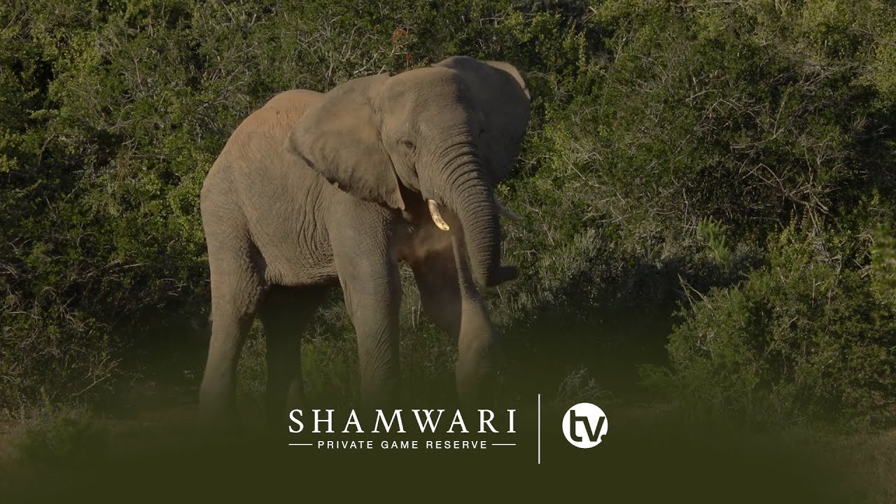 Walking Safari: Elephant Encounter on Foot