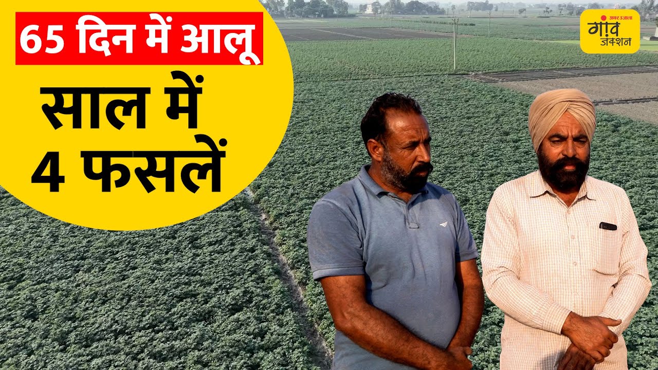 50 एकड़ में आलू बीज 'डायमंड' का उत्पादन! लैब से खेत तक, लाखों की कमाई | Gaonjunctionlive