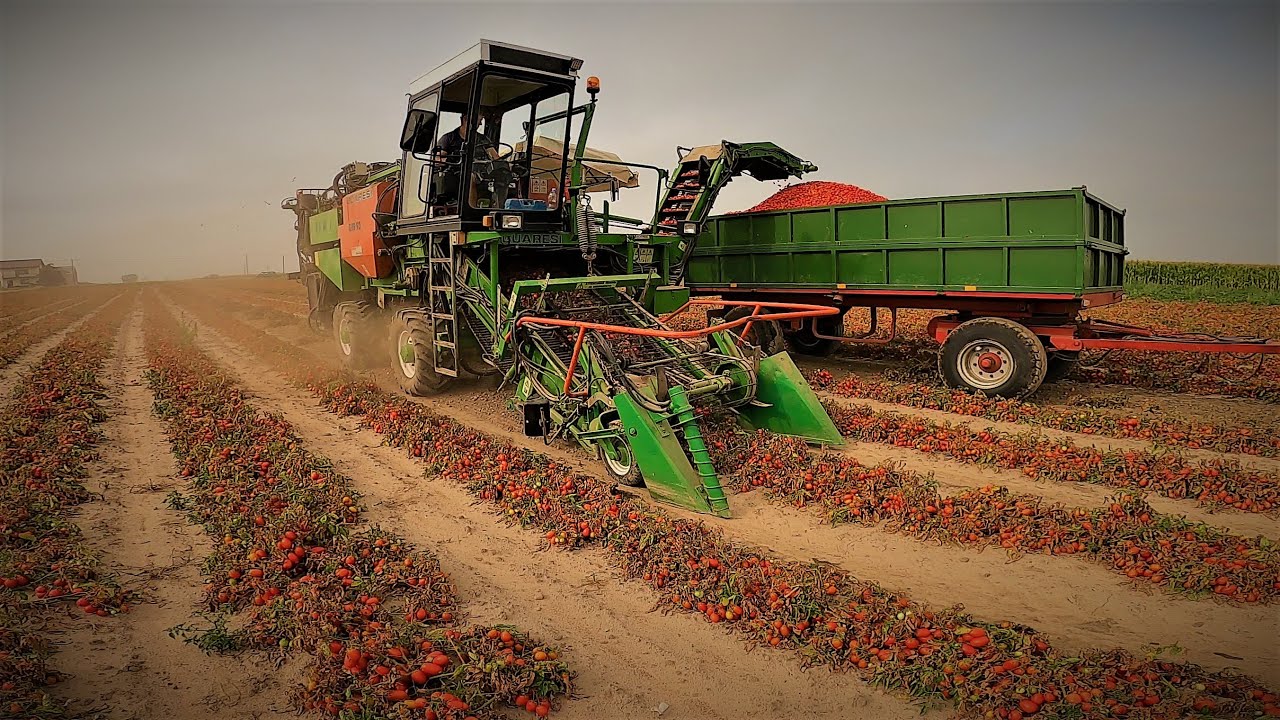√Sadzenie i Zbiór Kombajnowy Pomidorów 2022 w Naszym Gospodarstwie√Guaresi G89/93&Zetor Proxima 90√