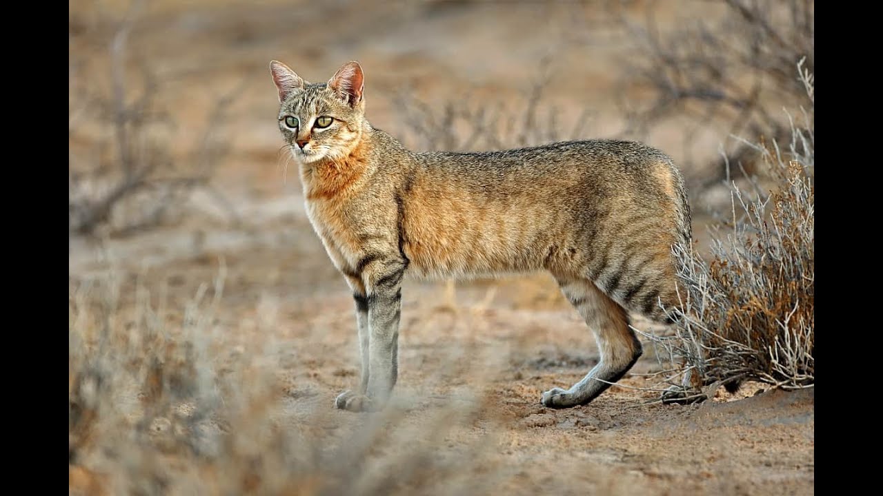 Africa’s Elusive Hunter: The Secret Life of the African Wildcat.