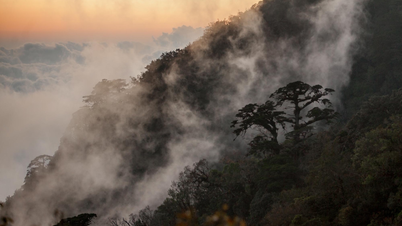 El Triunfo, Bosque de niebla