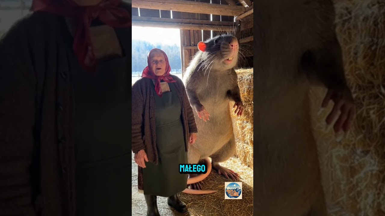 Wyjątkowo duży szczur! #shorts #funny #polska #sora2