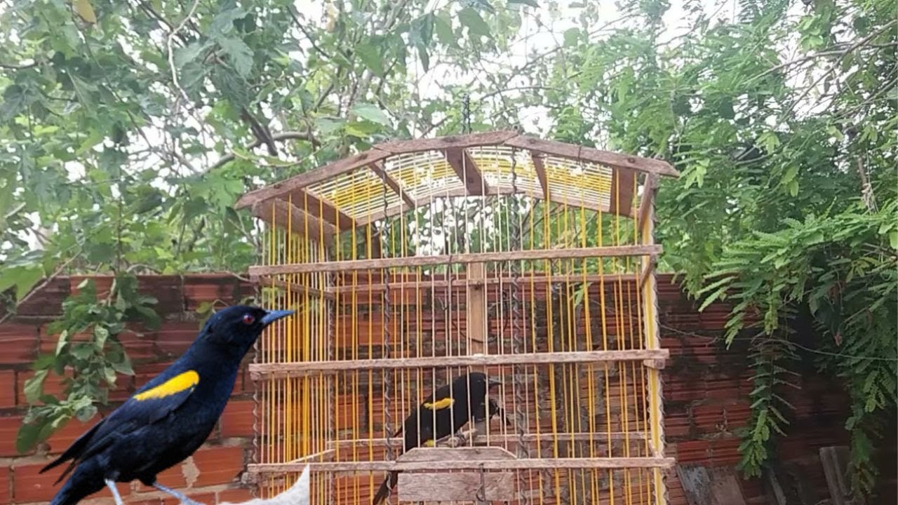 Inhapim primavera cantando de assobio na gaiola