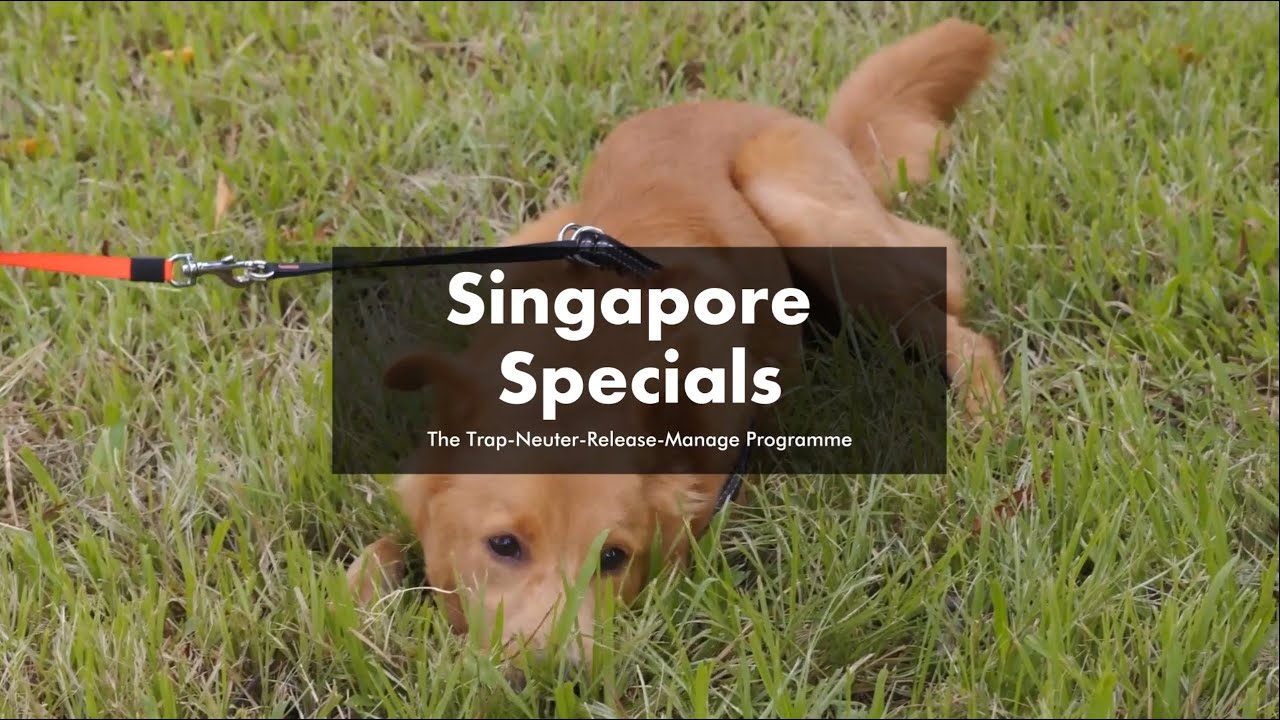 Singapore Specials | The Trap-Neuter-Release-Manage Programme