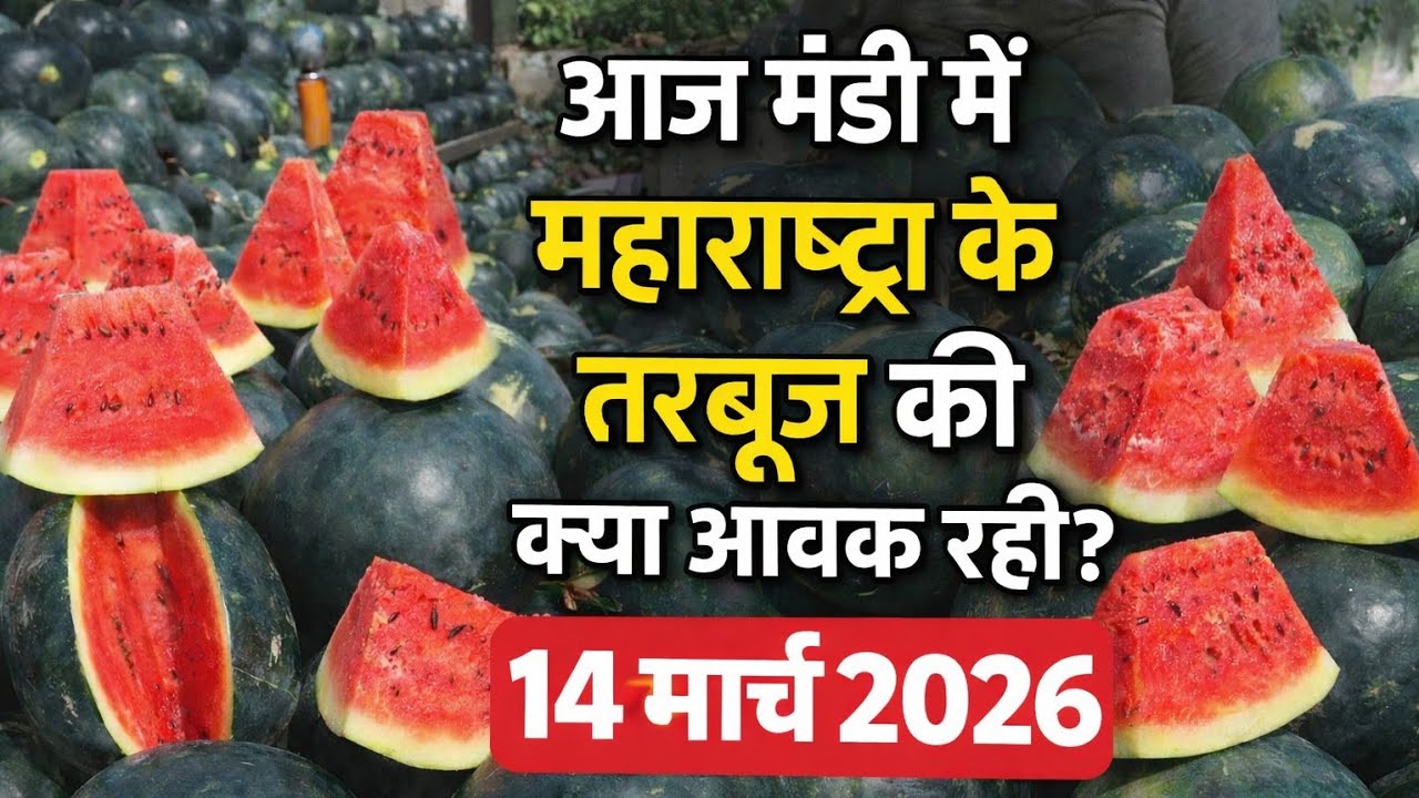 Сколько сегодня на рынке тележек для продажи арбузов? 14 марта 2026 г.