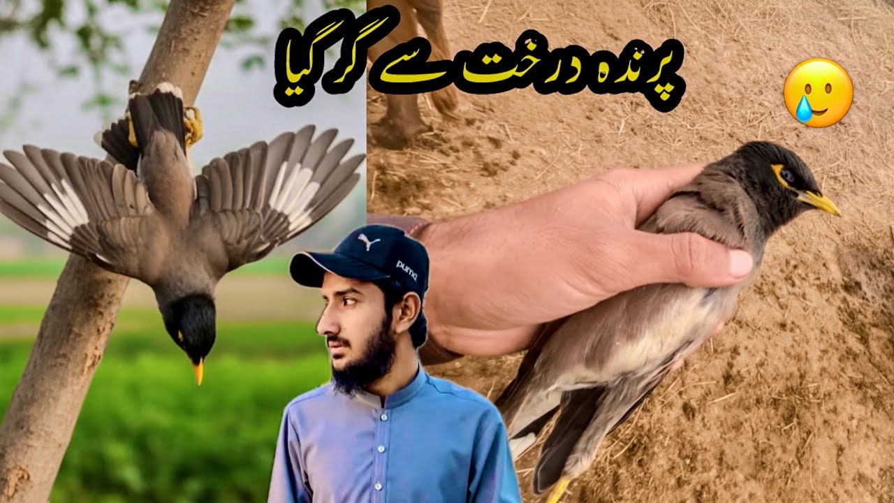 پرندہ درخت سے گر کر مر گیا