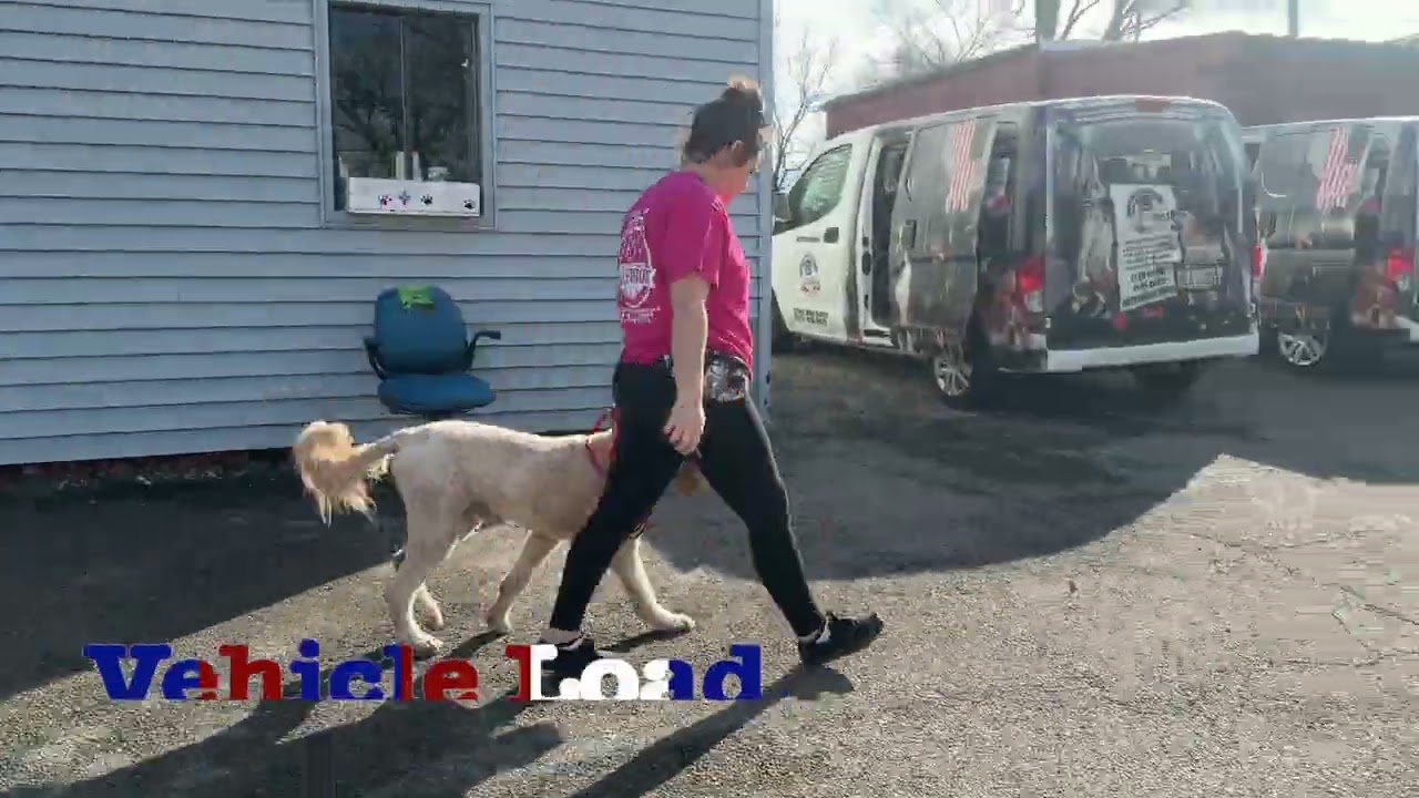 Picket's 15 Day Board & Train | 15 month old Golden Doodle #dogtraining #cincinnati #offleash