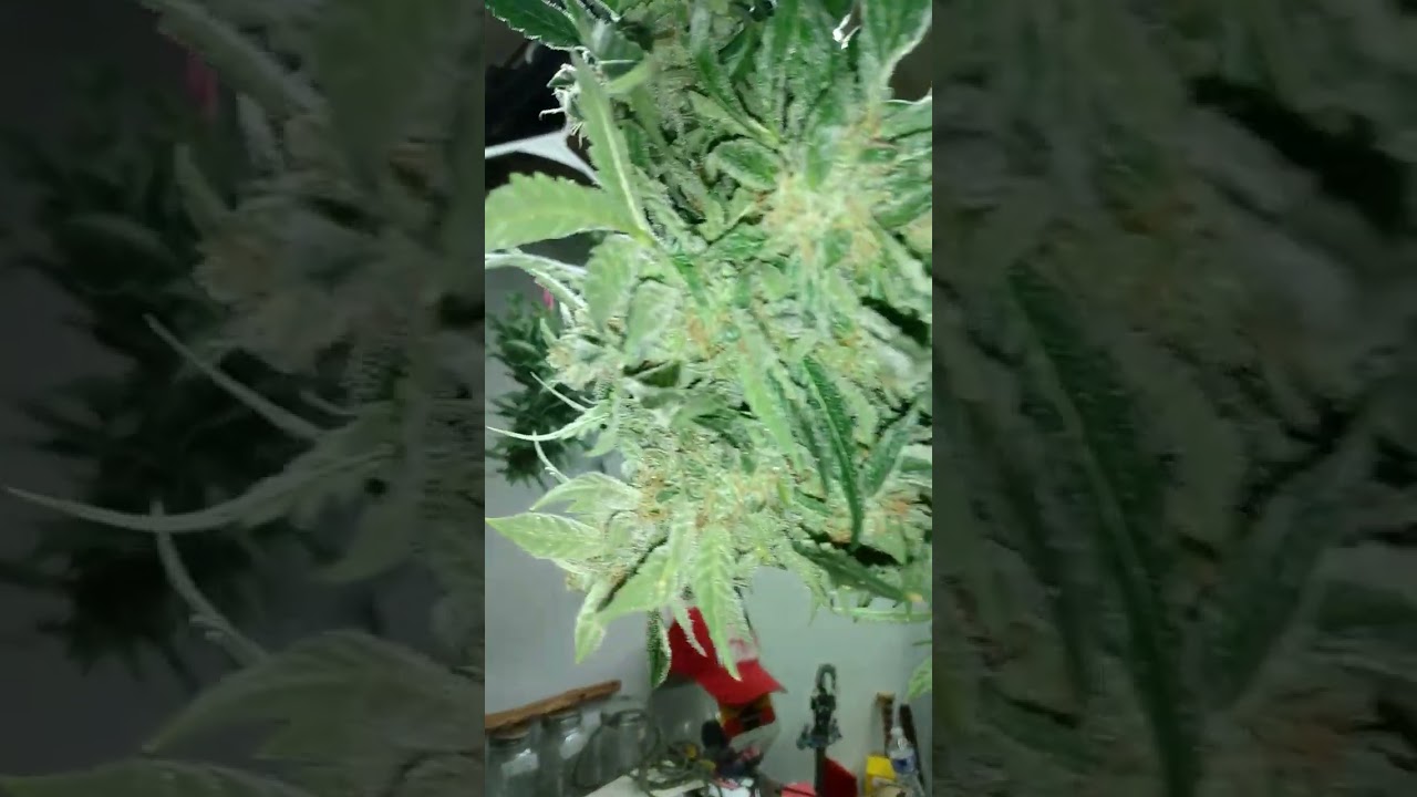 MONSTER 💀 BUDS  #harvest #homegrown #organic #420 #AUTOFLOWER #TRICHOMES