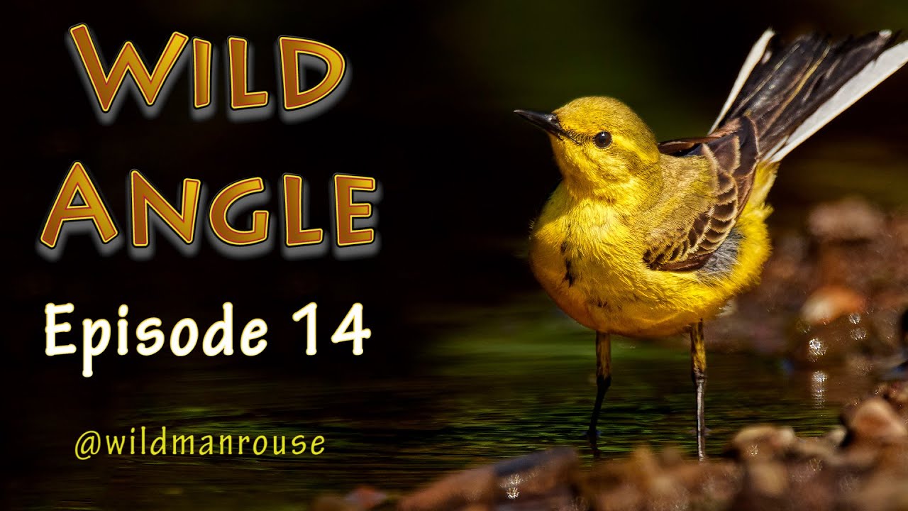 Wild Angle Episode 14 by @Wildmanrouse