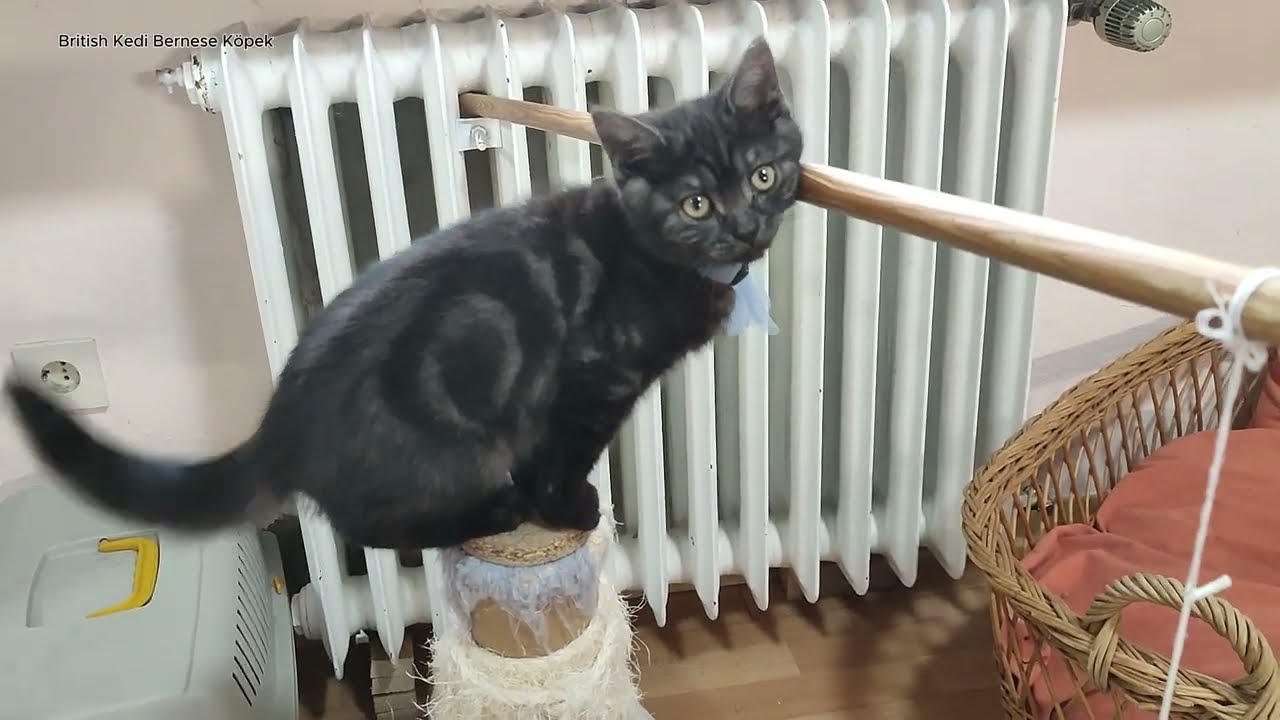 Kedinin Tuvalete Gitmemesinin Sebepleri | &Ccedil;&ouml;z&uuml;m&uuml; Var Kedi Tuvaletini Kullanmazsa |5 &Ccedil;&ouml;z&uuml;m Y&ouml;ntemi