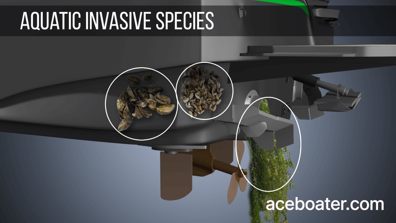 Aquatic invasive species