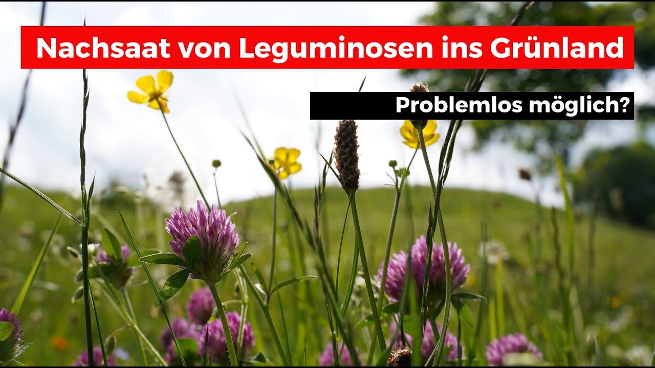 Nachsaat von Futter-Leguminosen ins Gr&uuml;nland! Geht das?