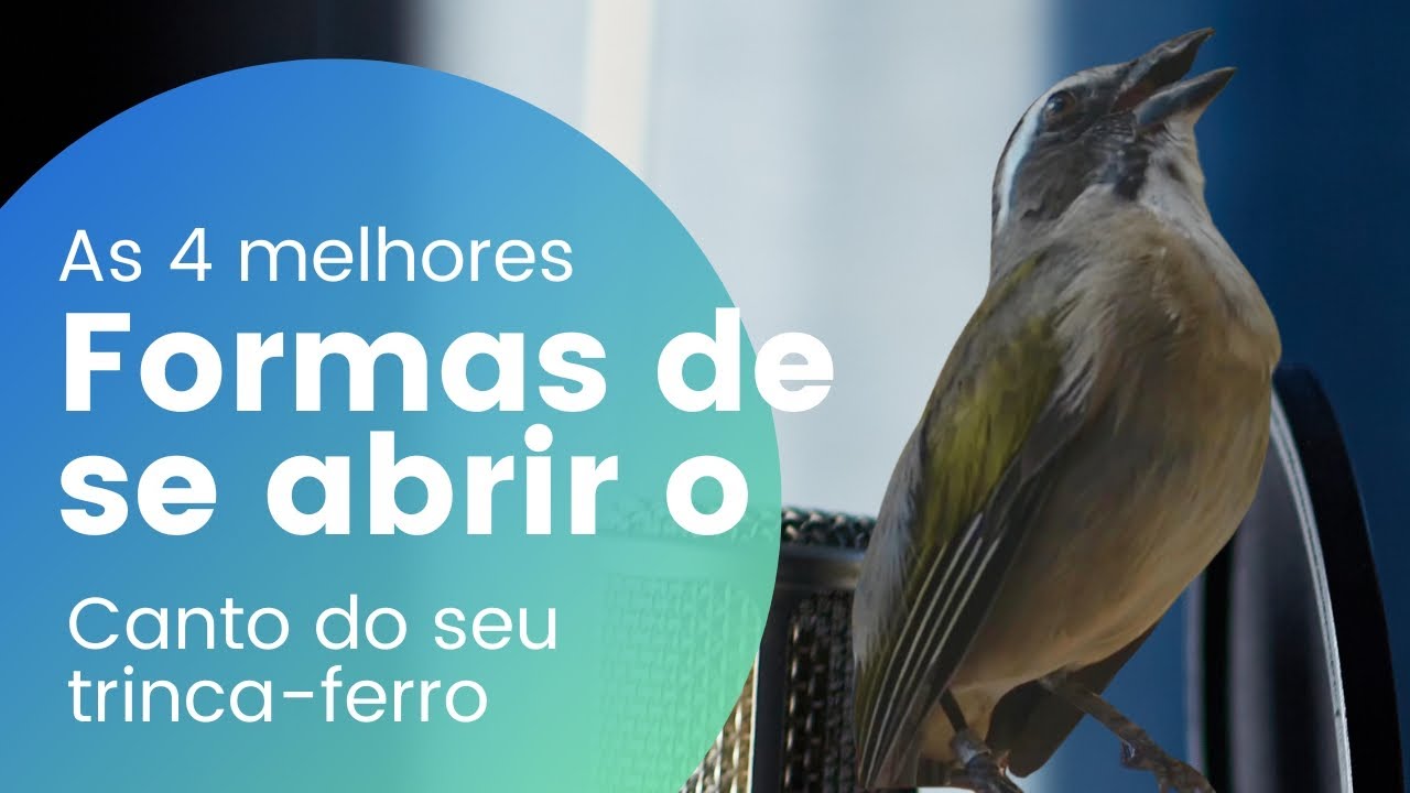 AS 4 MELHORES FORMAS DE SE ABRIR O CANTO DO SEU TRINCA-FERRO EM CASA
