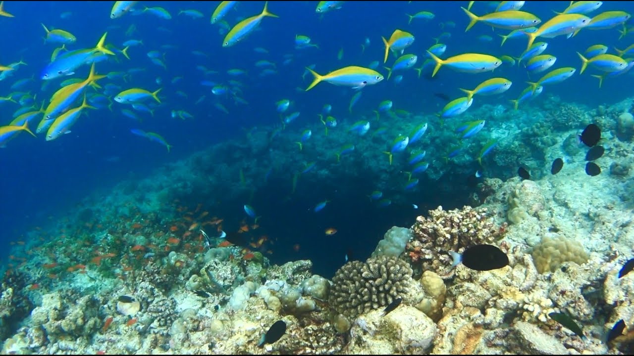 Amilla Maldives Housereef Snorkeling June 2018