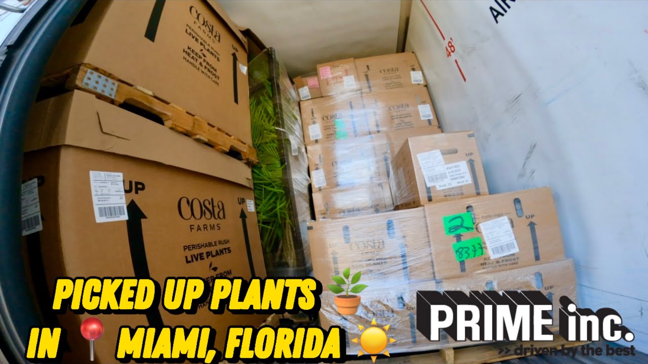 Picked Up Plants 🪴 In 📍Miami, Florida | Prime INC.