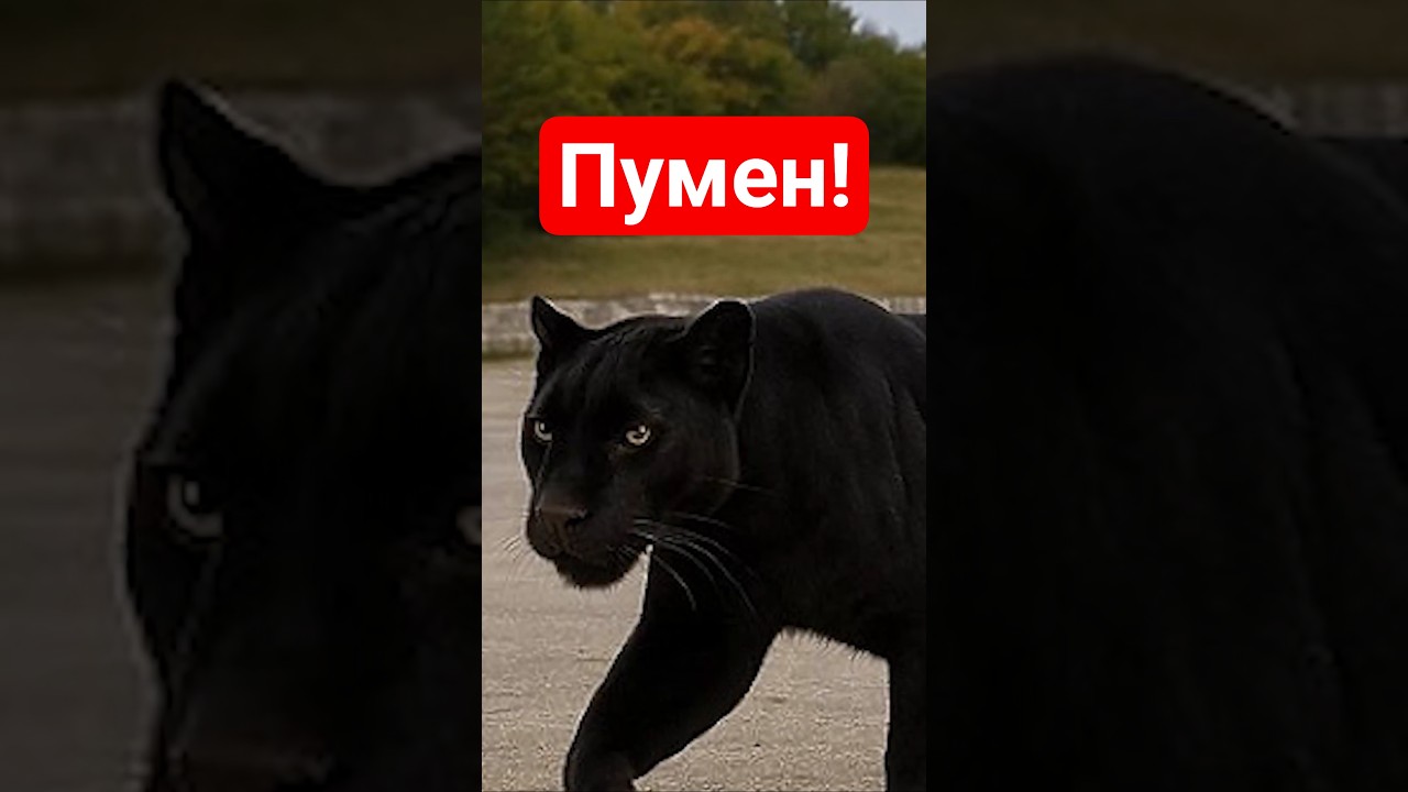 Какво има в Шумен #айдебг #facts