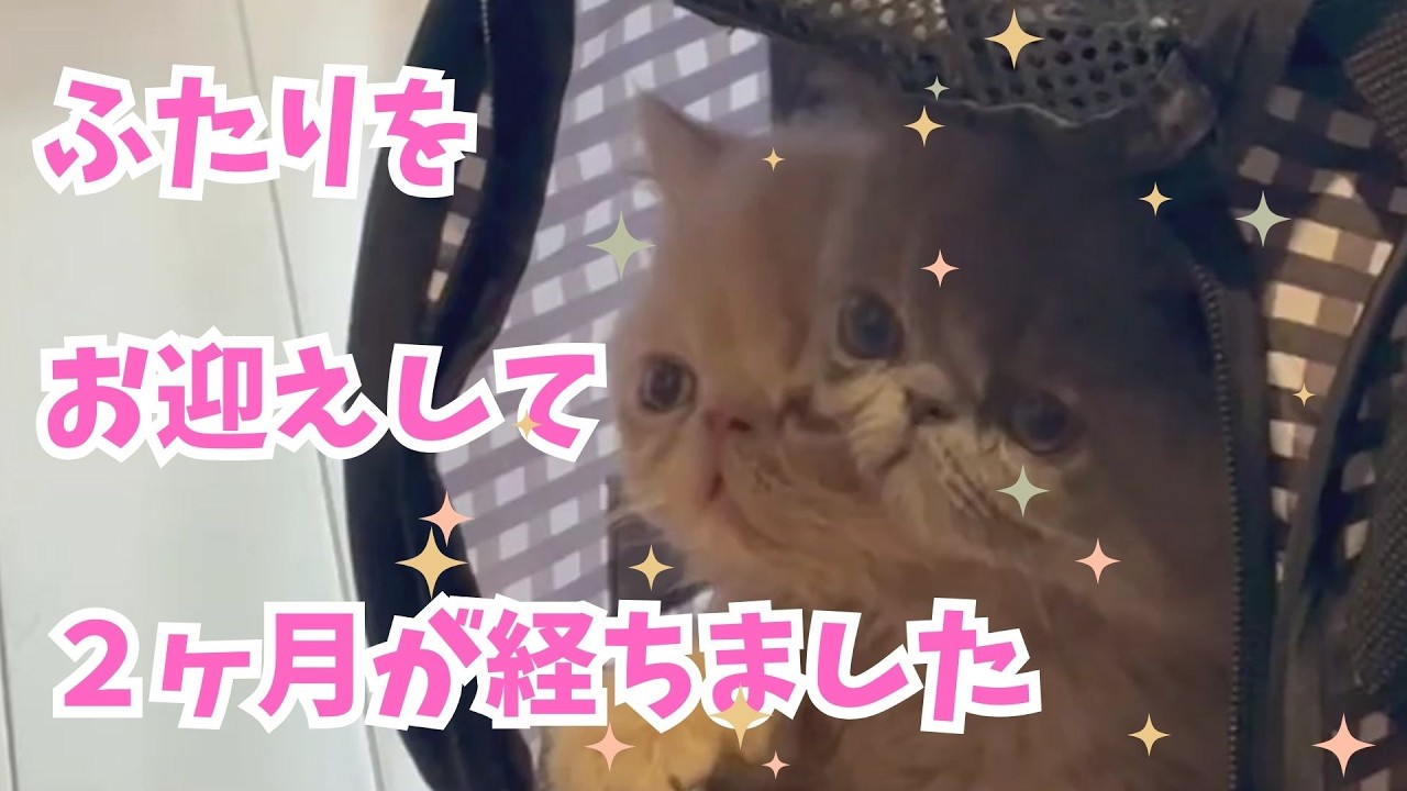 【エキゾ】お迎えして２ヶ月（生後４ヶ月になった子猫）【エキゾチックショートヘアー】
