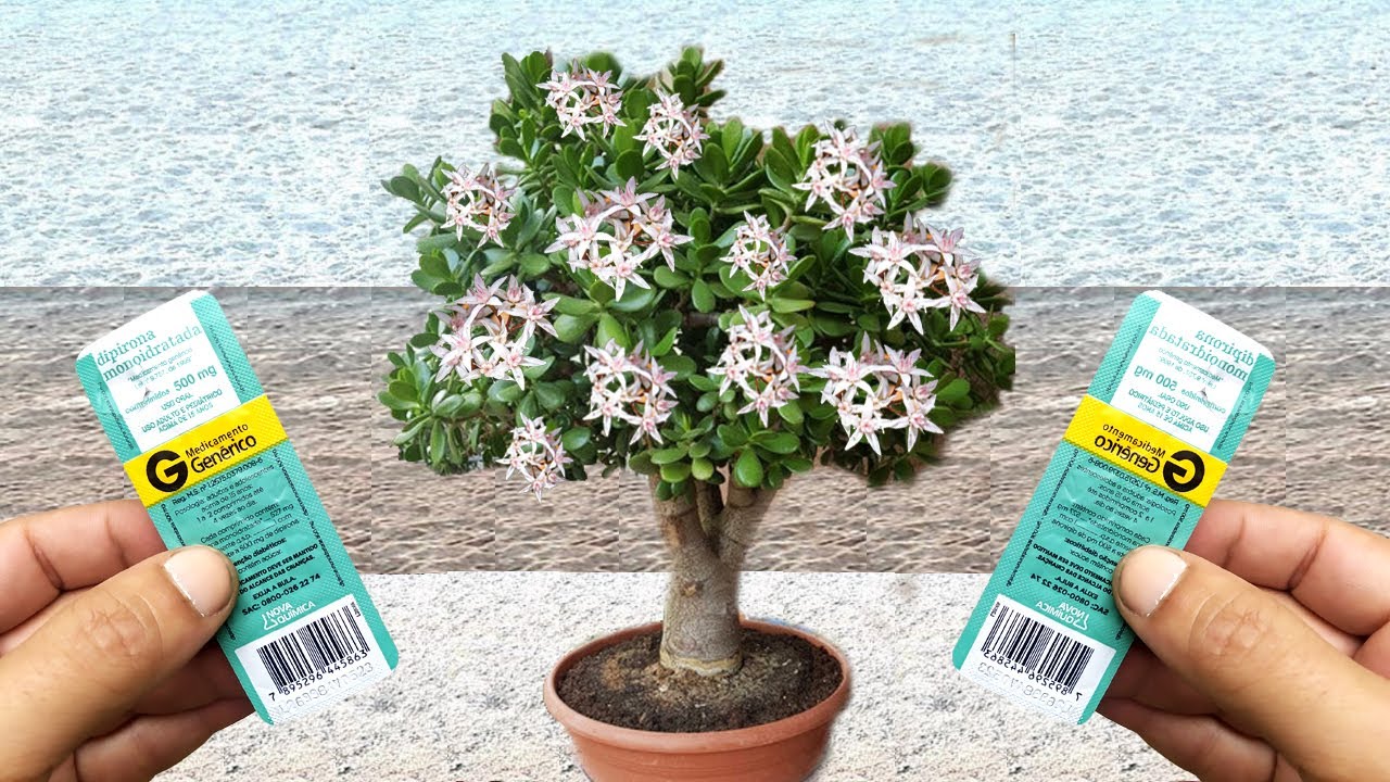 Florindo Suculenta Jade Crassula Ovata com comprimido | Veja o incr&iacute;vel resultado