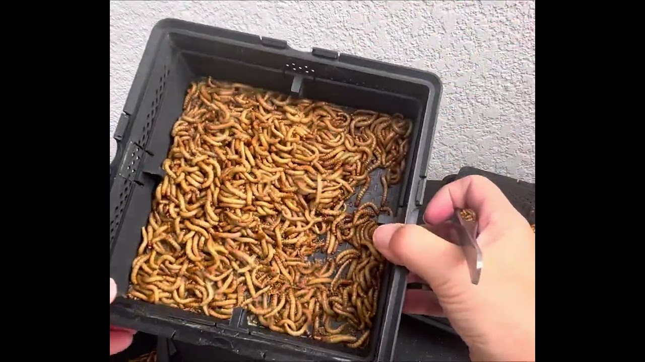 Demo of my 5-Tier Mealworm Farm (SquirmStack MAX)