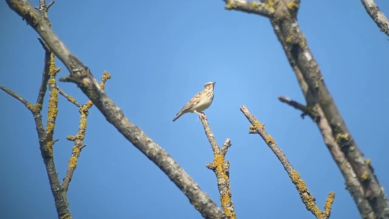 Woodlark, Bresilley 4/3/2026