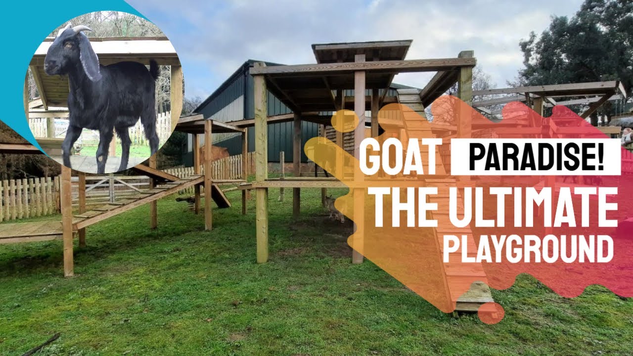 Goat paradise!  Catching up on our exceptional goat playground.