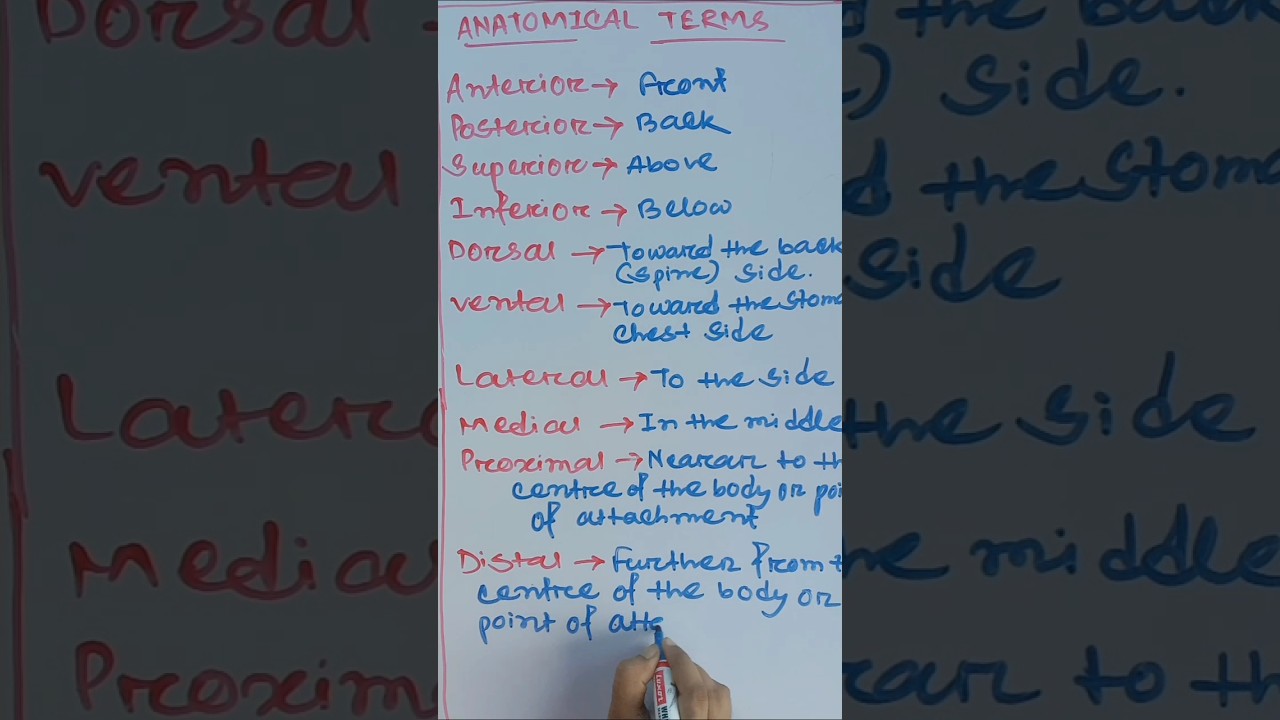 Anatomical Terms || Anatomy and Physiology. #shorts #highlights #guidefornurses #gnm1styear