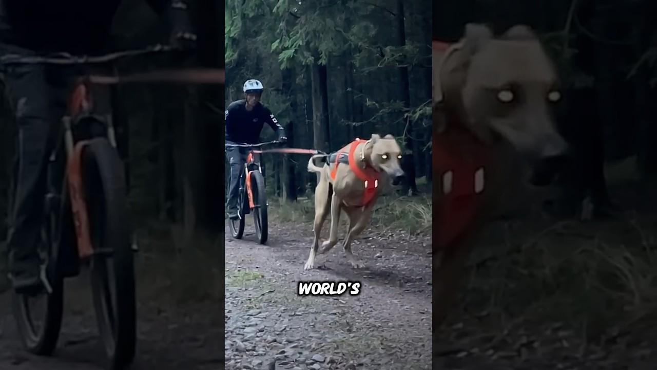 Самые быстрые собаки в мире 😱~#шорты