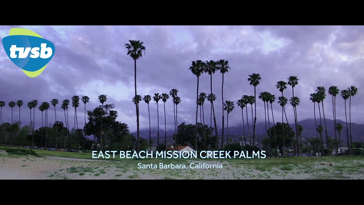 East Beach Palms: A Santa Barbara Minute