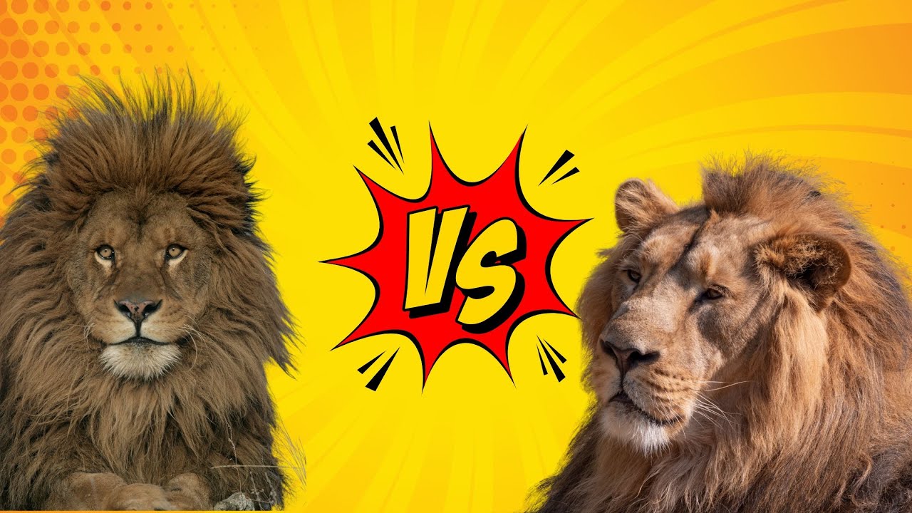 Barbary Lion vs African Lion (Bengal Tiger, Siberian Tiger, Hippo, Elephant)