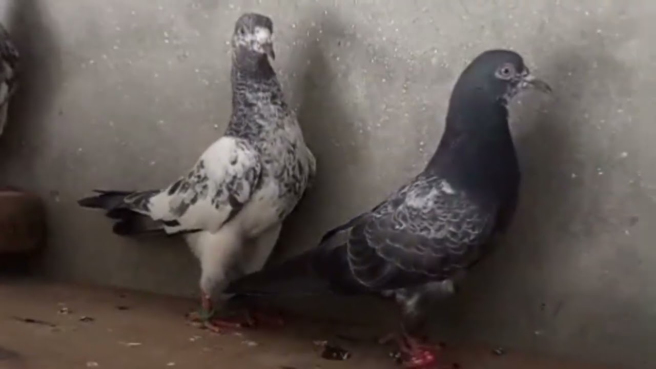 Pigeon sale at low price, # oman tady # short video,  sel by owner, # kabootar # High flyer pigeon 