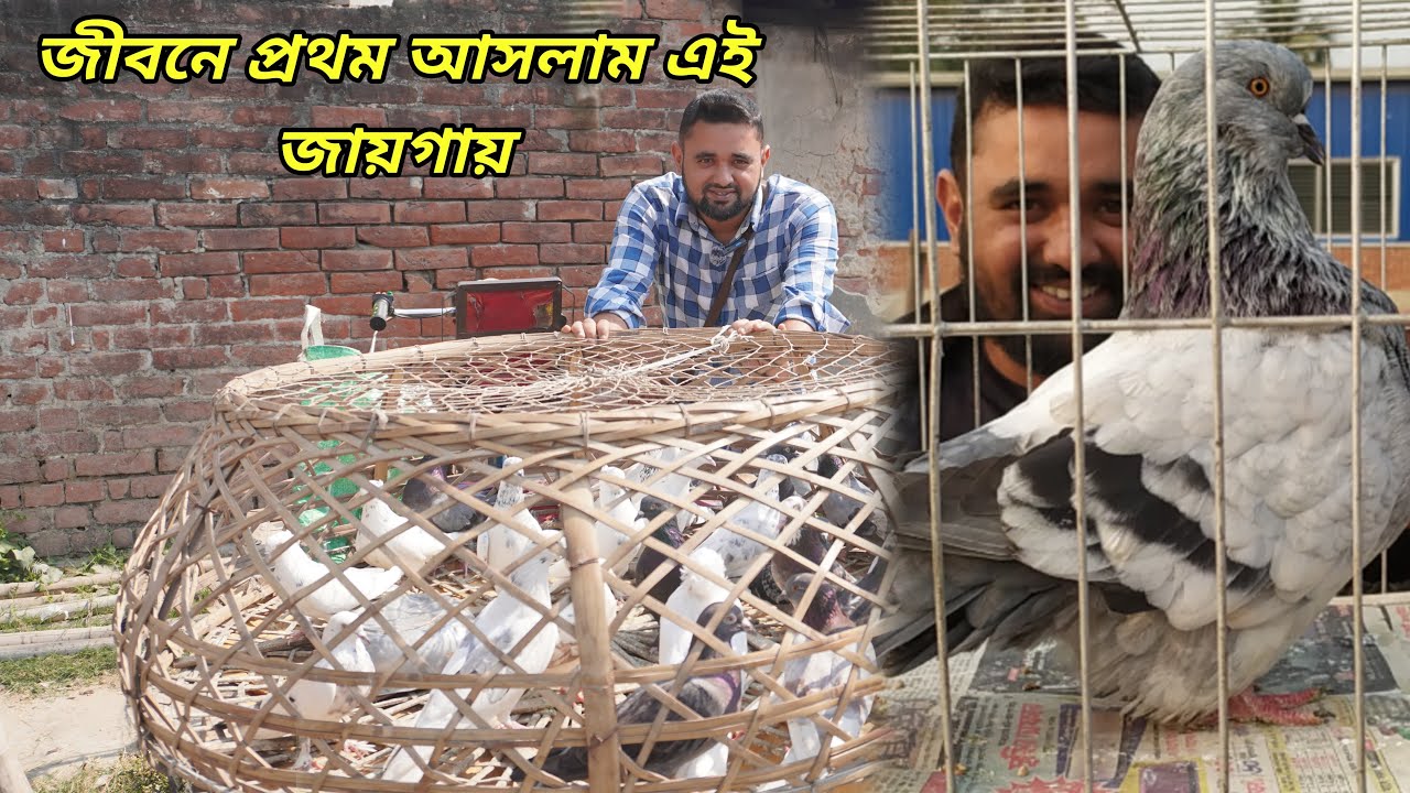 রাজশাহী সারদা কবুতরের হাটে এসেছি এখানে ভালো কবুতর কম দামে পাওয়া যাচ্ছে