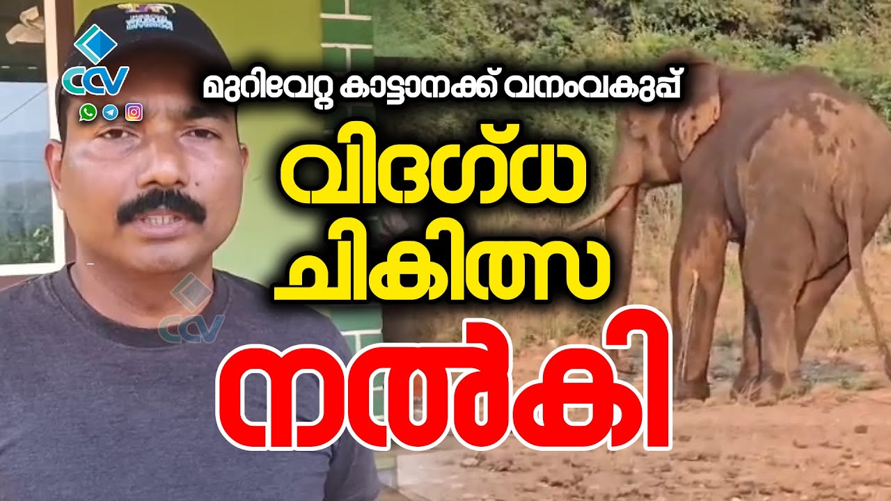 വാഴാനി ഡാം പരിസരത്ത് മുറിവേറ്റ നിലയിൽ കണ്ടെത്തിയ കാട്ടാനയ്ക്ക് വനംവകുപ്പ് വിദഗ്ധ ചികിത്സ നൽകി