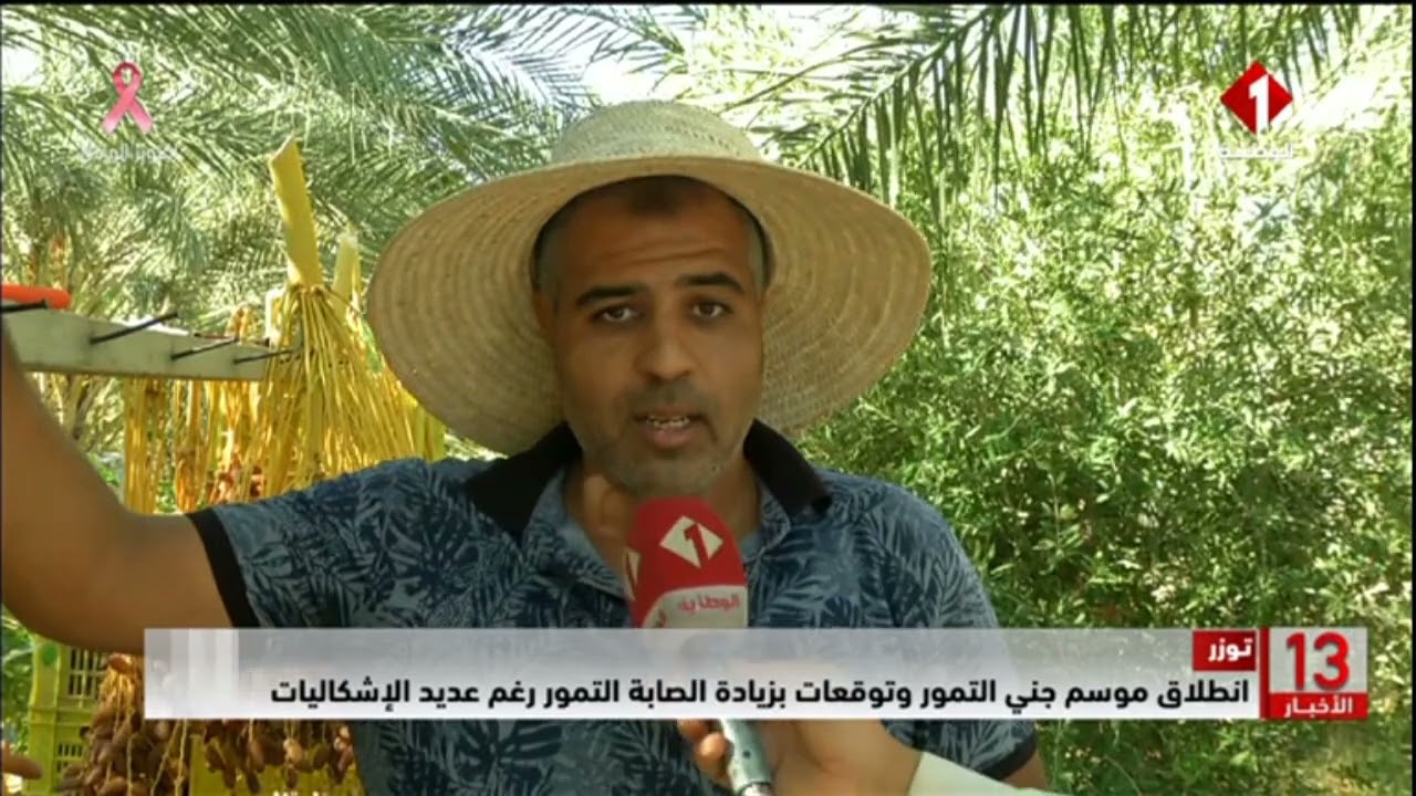 توزر || انطلاق موسم جني التمور وتوقعات بزيادة الصابة التمور رغم عديد الإشكاليات