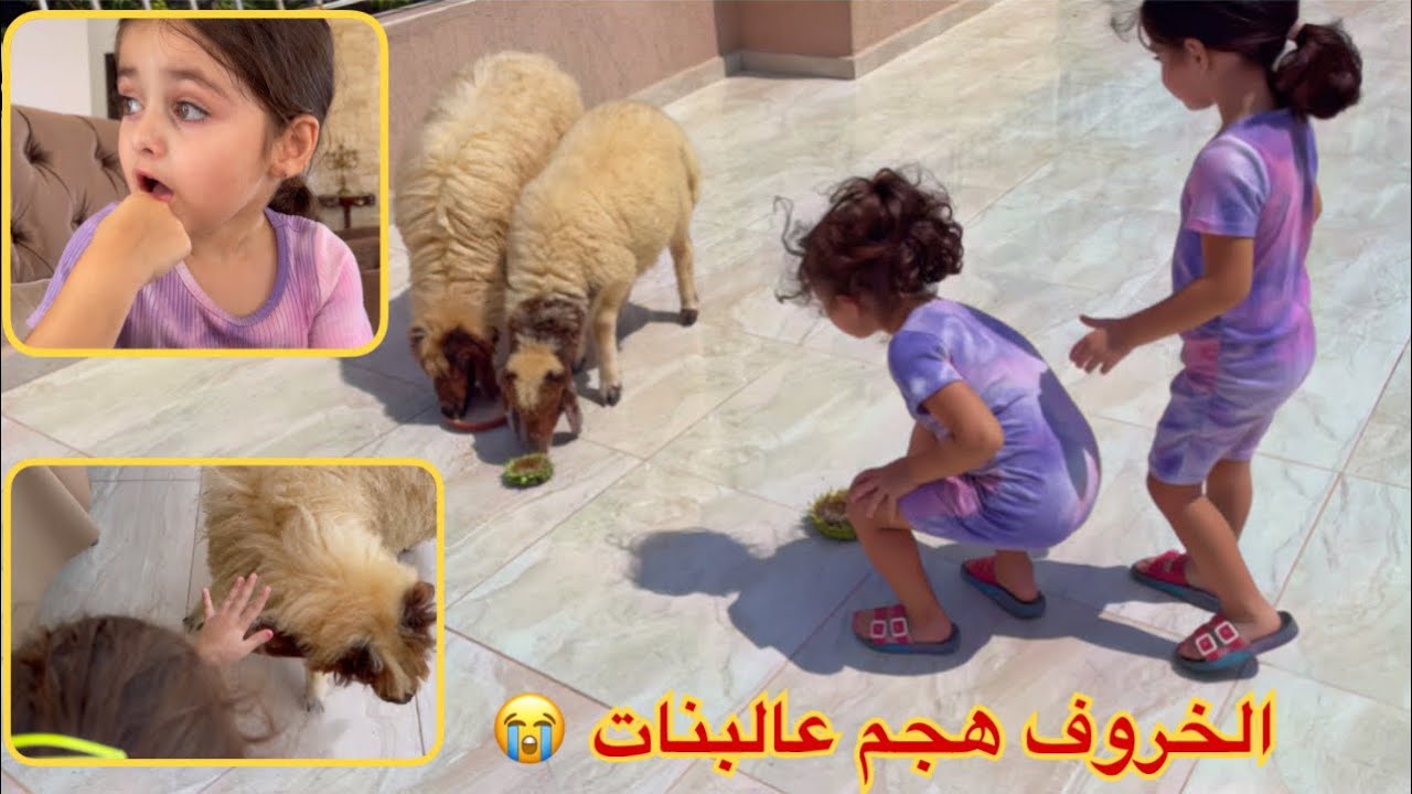 الخروف هجم عالتوأم وتحول حلم الين لكابوس 😭
