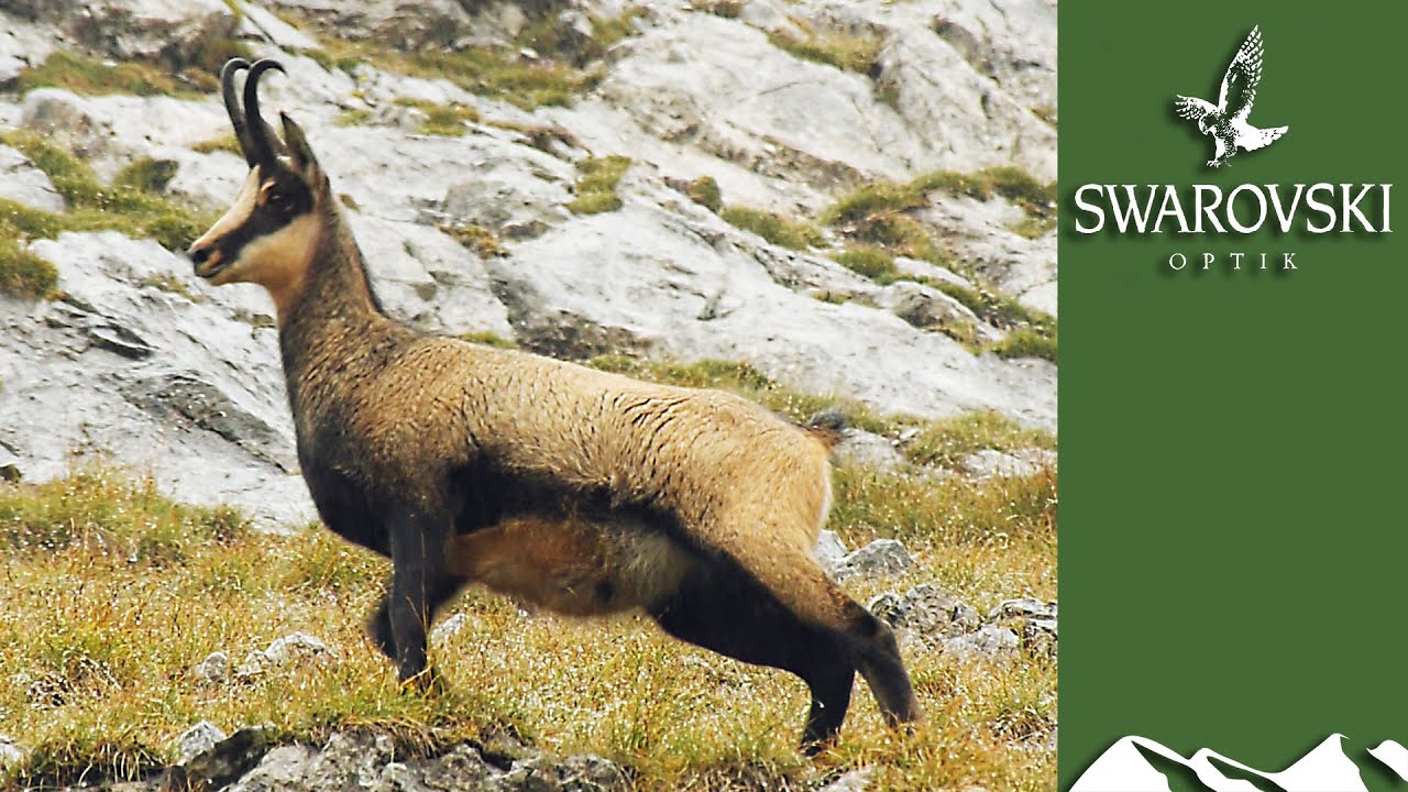 Chamois with Swarovski