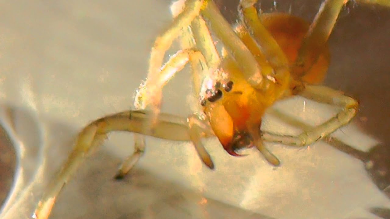 Yellow sac spider (Cheiracanthium mildei)
