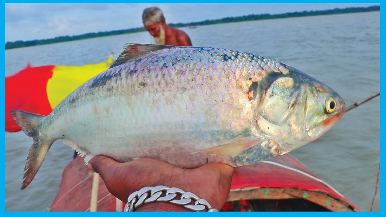 Amazing Fast Hilsa Fishing Skill (PART 78) - Catching Hilsa Fish Big on the River